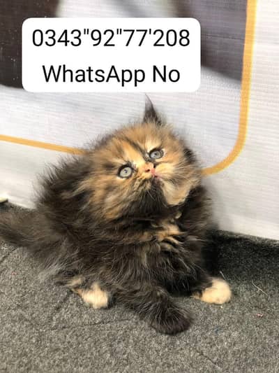 Persian kitten available