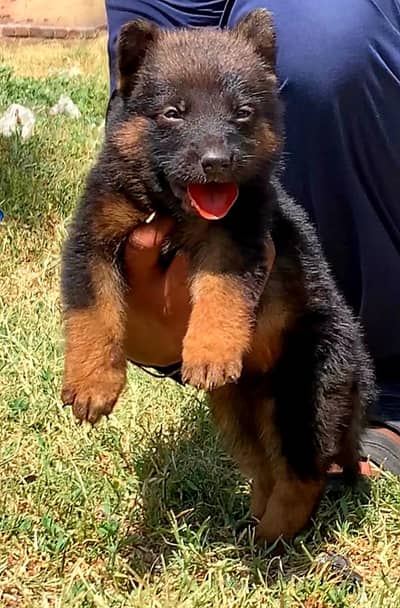 German Shepherd female for sale
