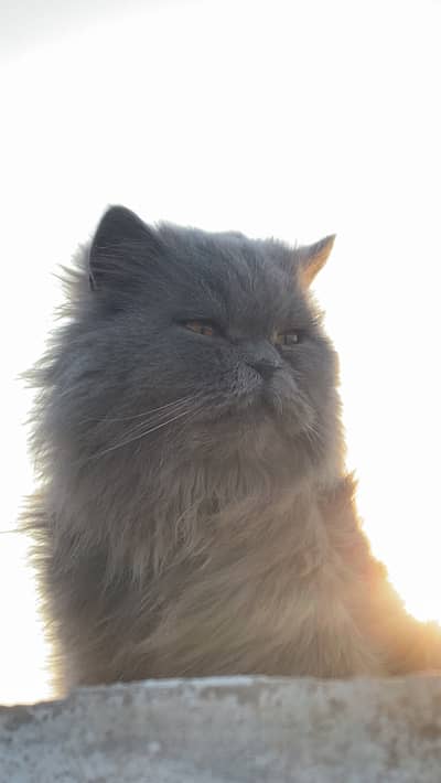 Semi punch Face female