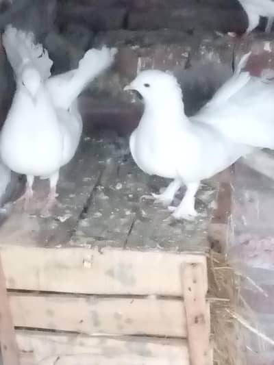 Fancy Lucky Pigeon