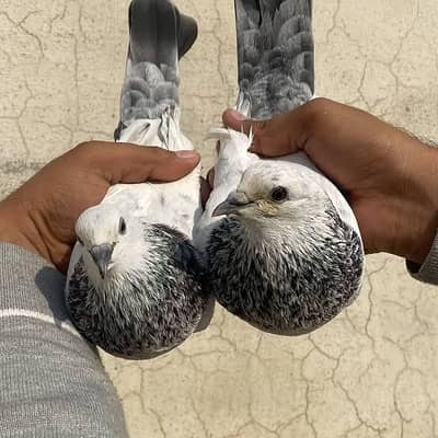 chua mooti wala or dubwala kabootr saleti