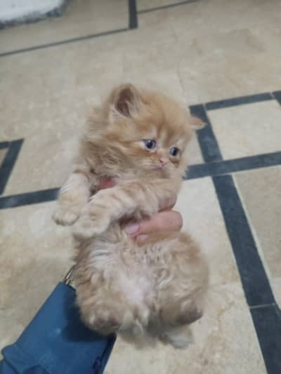 Persian kittens