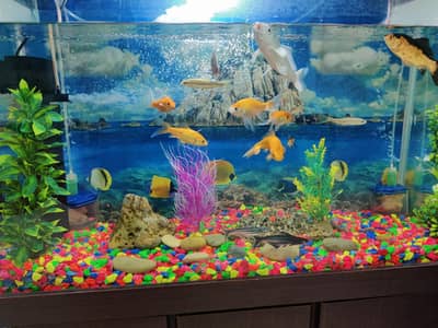 Aquarium with Fishes on Sale