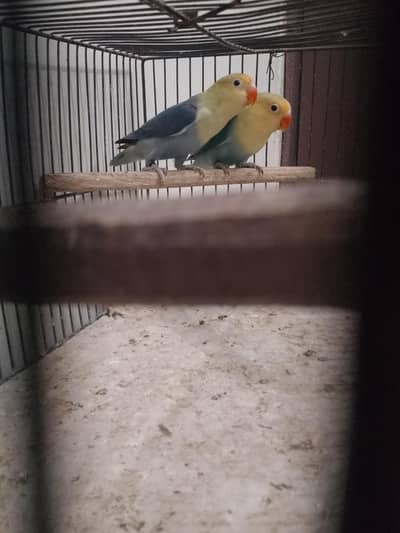 PARBLUE SPLIT PALEFFELOW PAIR