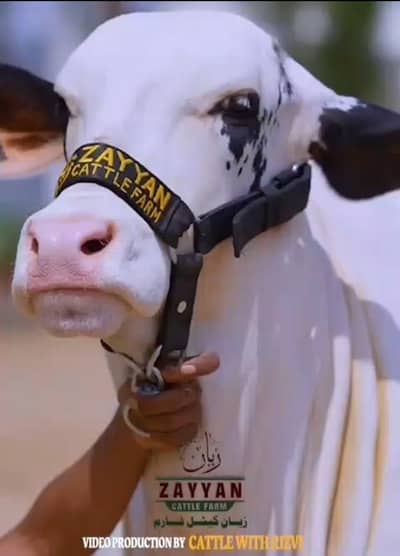 cow      QURBANI 2026