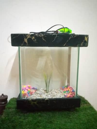 Beautiful Fish Aquarium