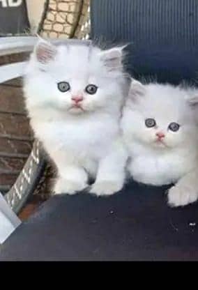 Persian cat for sale my WhatsApp number  03703659905