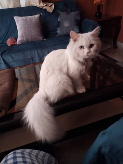 Female Persian Cat