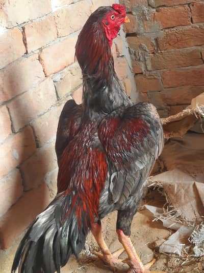 Ek match Jita Hua Murga hai price final