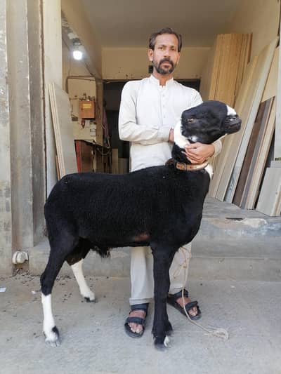 Gulabi Bakra or dumbay