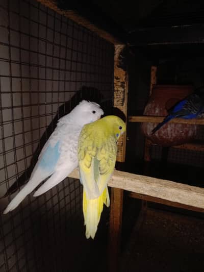 hogo splits back frills chicks