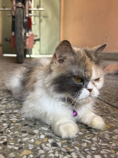 Persian Well Trained Cat