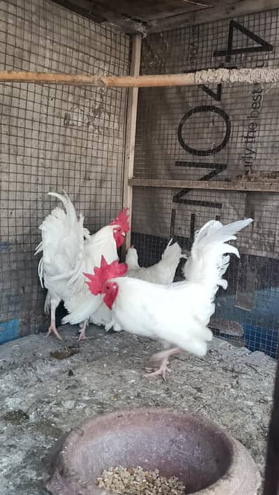 Zero Size Japanese English game Breeder Male Whatsapp 03198293272