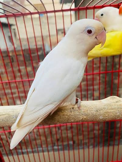 Love Birds Breeder Pairs Available For Sale