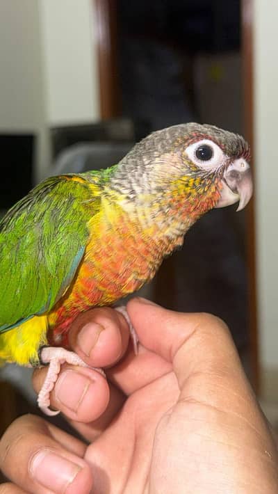 Green cheek conure high red factor yellow sided hand tame