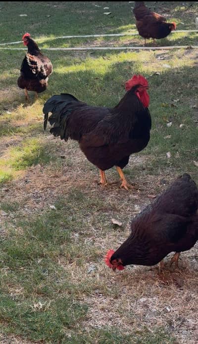 rir heritage  egga and chicks available for sale in lahore