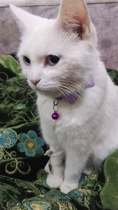 persion Cat Full Trained