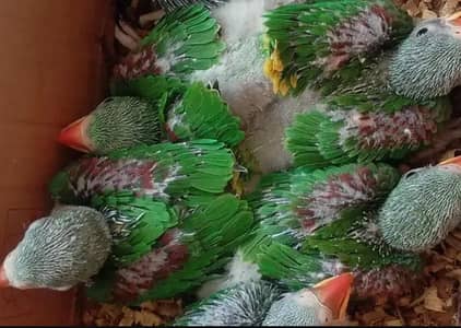 healthy and Active chiks available