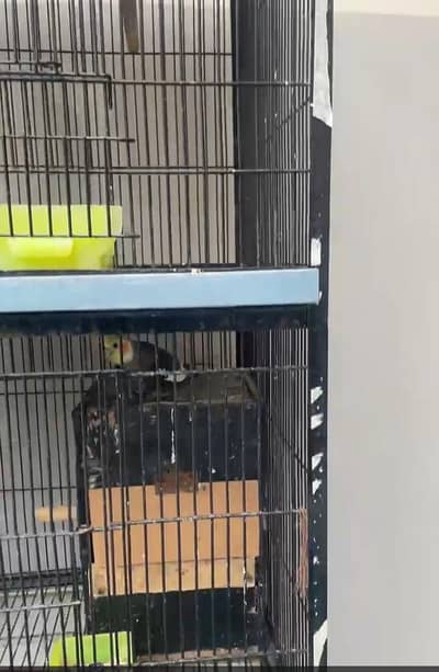 4 caban cage for sale