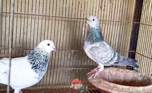 Silver Bajrai For Sale
