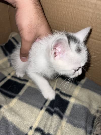 Persian triple coat original kitten