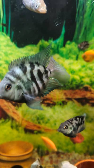 Polar Parrot Fish Pair 2.5 Inch Adult – Healthy & Active