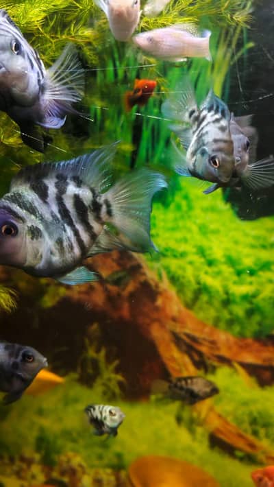 Polar Parrot Fish Pair 2.5 Inch Adult – Healthy & Active