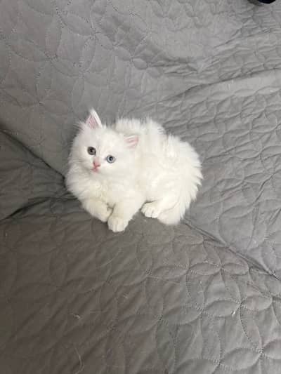 PERSIAN KITTEN TRIPLE COATED GOLDEN EYED
