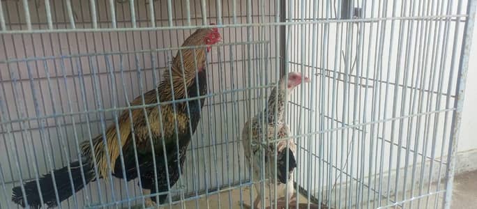 aseel murga or murgi