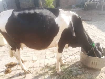 tazi cow soi ha hostilyn freenz Sath wachi ha 03159392913 call