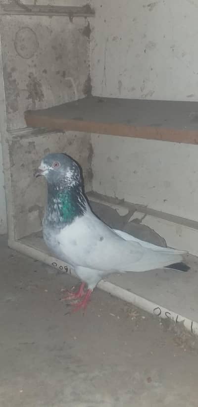 teedy dabvala golden kasori jaldar