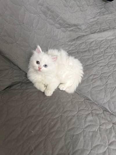 PERSIAN KITTEN TRIPLE COATED ODD EYED*