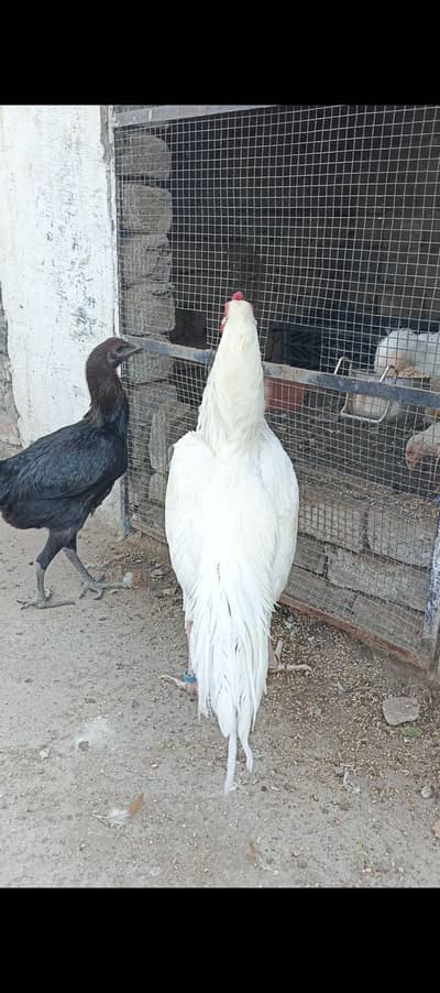 Heera male dragon female chicks