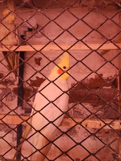 2 pair red eye cokatail malese and coman femails