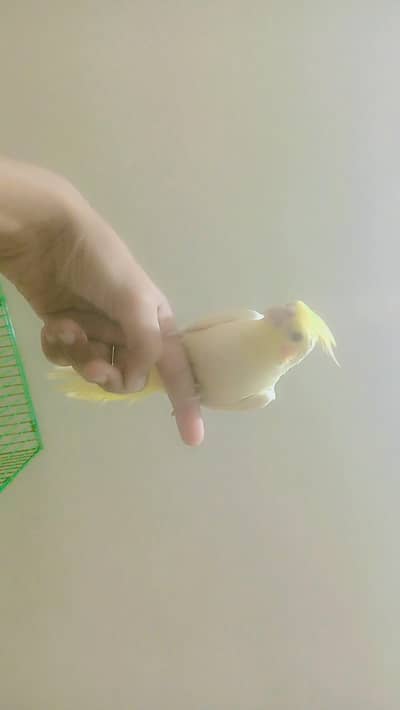 tamed cockatiel and conure for sale