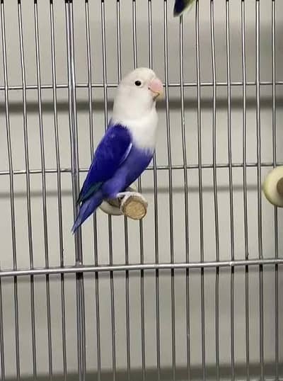 parblue opaline palefellow female , violet opaline male