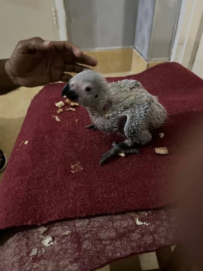 African grey 1 x month chicks