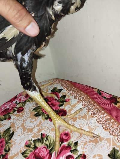 Thai + sindhi cross 4000+3000