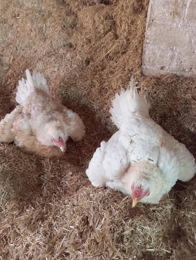 kurak madiyan young  healthy and active