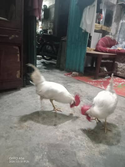 2  ghar k palay huwe murgay