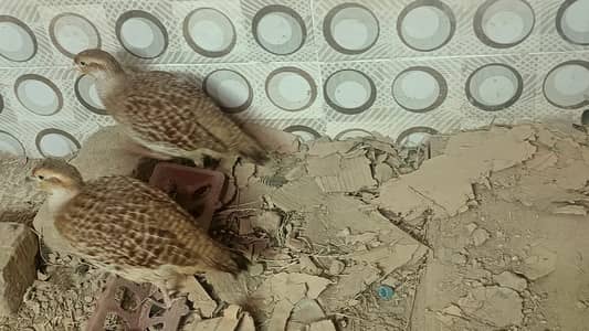 Irani Teetar Pair – Healthy & Active