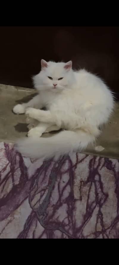 Persian male & female pair