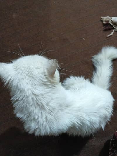 free adoptiot on my for cat lover