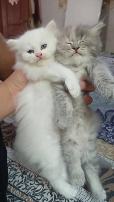 Two cute kittens for sale
