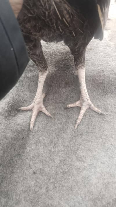 Aseel female for sale