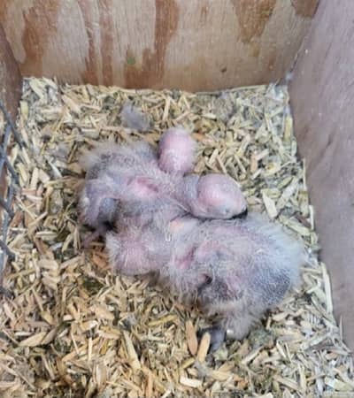 african grey parrot chicks