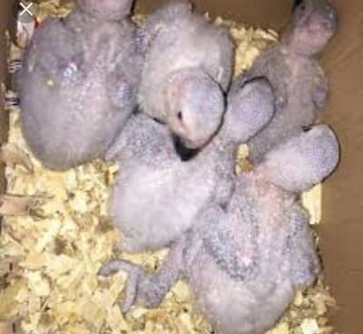 african grey parrot chicks