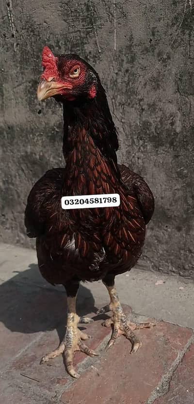 High Quality old blood keelo wali Madi   03204581798