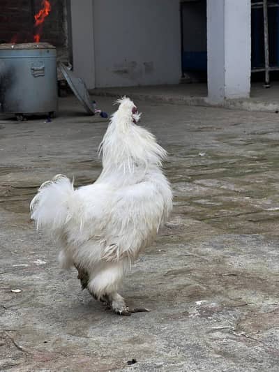 WHITE SILKIE BREEDER PAIR