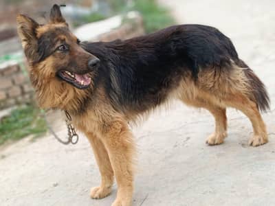 full longl Cote full active ha